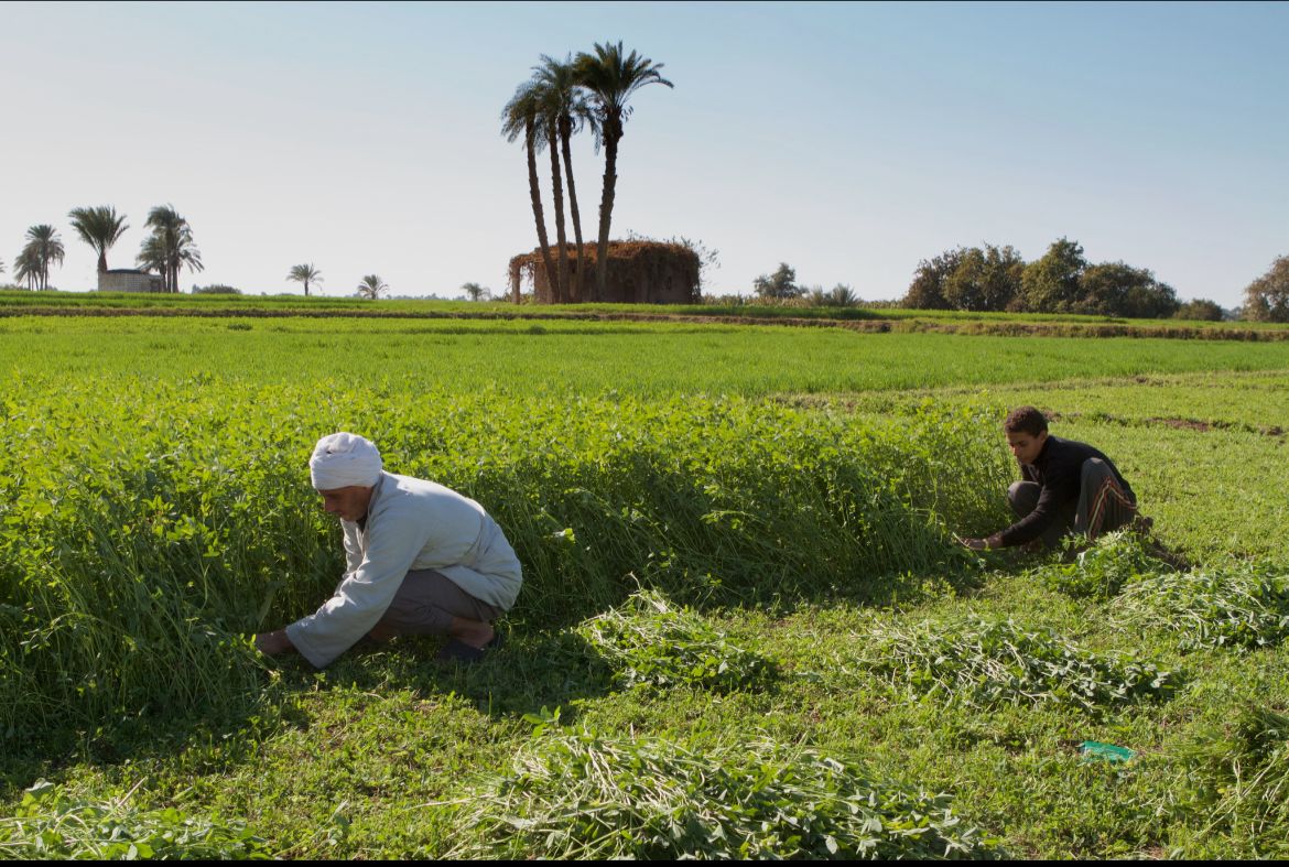 Navigating Egypt's Green Transition: A Call for Justice and Inclusivity