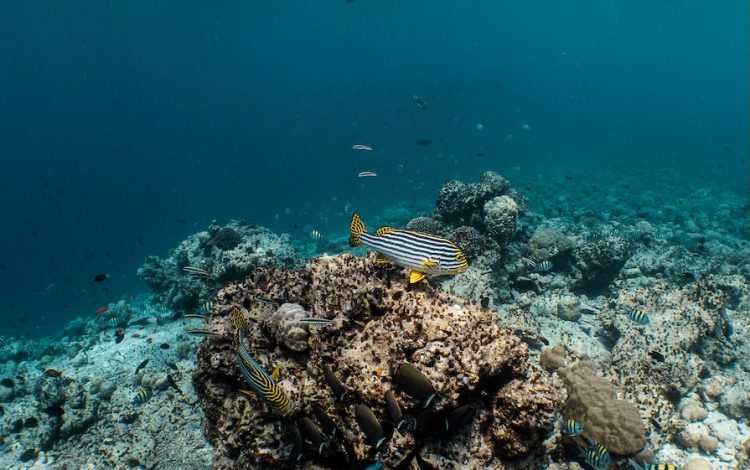 DBI_Snorkellers_Reef_01